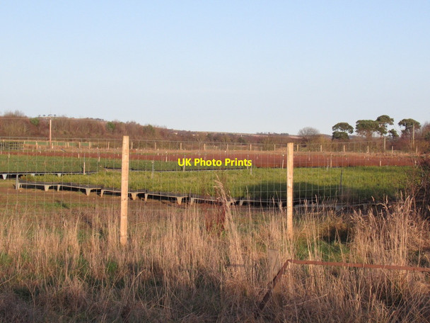 Photo 6"x4" Nursery near Samuelston Samuelston c2022