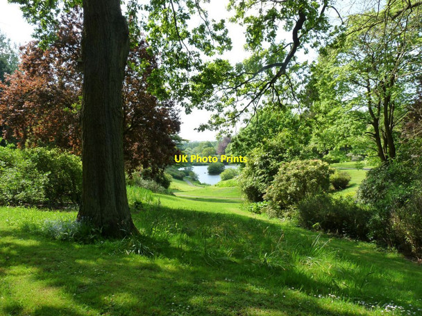 Photo 6"x4" View through the trees to the Laund pool Consall c2014