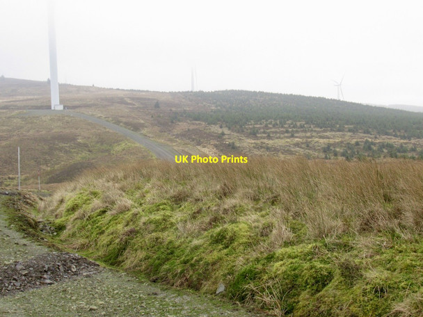 Photo 6"x4" Young trees, Harleburn Head March\/NS9914 c2022