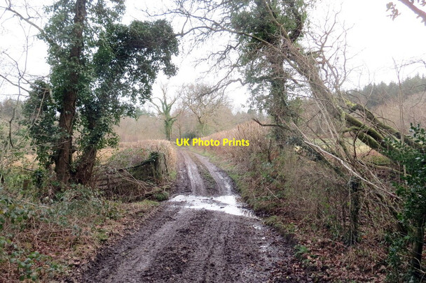 Photo 6"x4" Trac ger Coed Nantyrhogfaen \/ Track near Coed Nantyrhogfaen Llandovery\/Llanymddyfri c2022