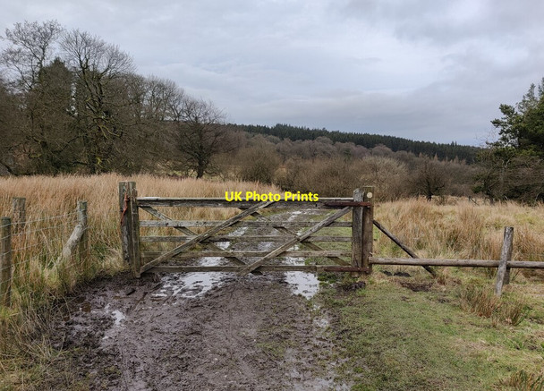 Photo 6"x4" Gate and path on Brown Clee Hill Cockshutford c2022