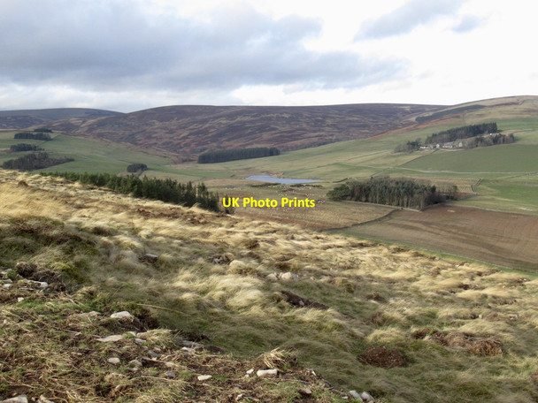 Photo 6"x4" Newly planted trees, Knowes Hill Windydoors c2022