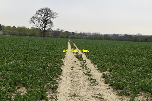 Photo 6"x4" Tree in field Headcorn c2021