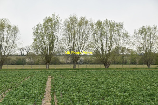 Photo 6"x4" Pollarded trees Tong\/TQ8346 c2021