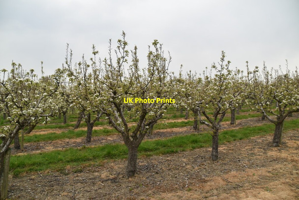 Photo 6"x4" Orchard blossom Tong\/TQ8346 c2021