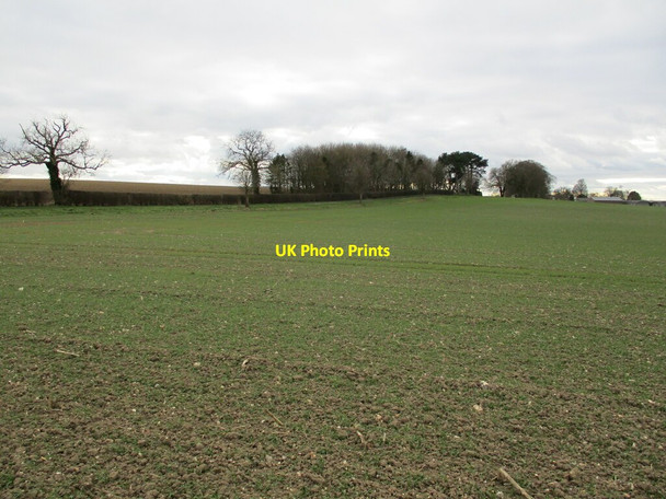 Photo 6"x4" Autumn sown crop and woodland at Scrafield Greetham\/TF3070 c2022