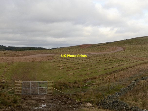 Photo 6"x4" Young trees above Stow Allanshaws c2022