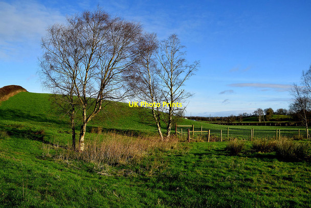 Photo 6"x4" Trees, Donaghanie Beragh c2022