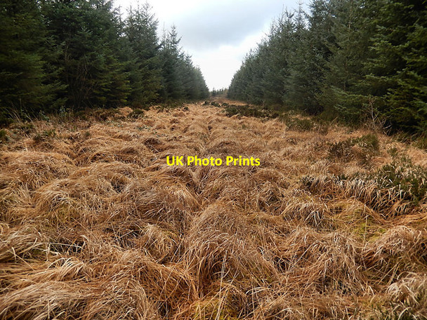 Photo 6"x4" Forest Firebreak Crettyard c2022