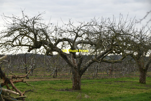Photo 6"x4" Orchard, Park Farm Mile Oak\/TQ6843 c2021