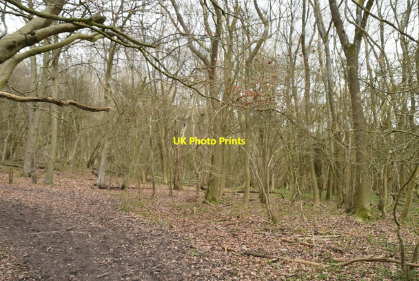 Photo 6"x4" Tandridge Hill Oxted c2021