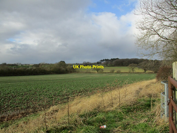 Photo 6"x4" Field of oilseed rape near Widmerpool station Hickling Pastures c2022