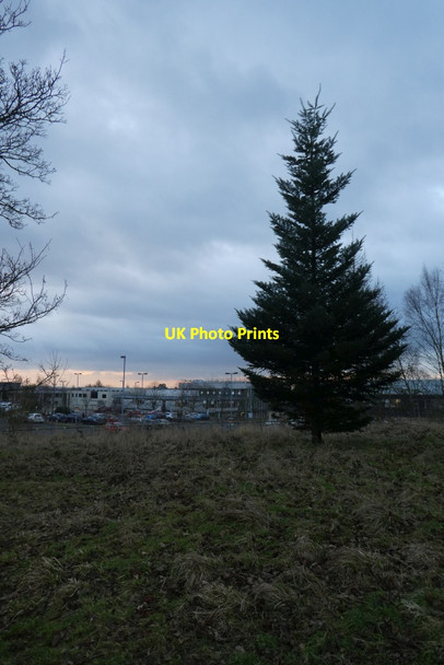 Photo 6"x4" Tree above North Car Park Heslington c2022