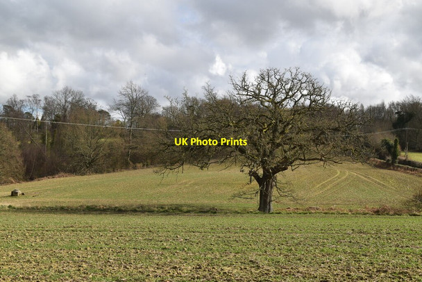Photo 6"x4" Tree on field boundary Mountfield\/TQ7320 c2021