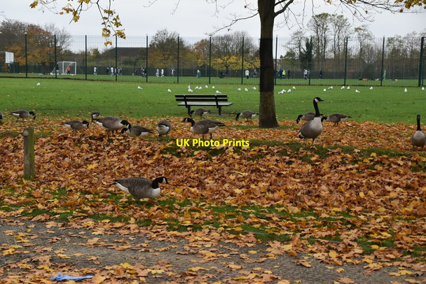 Photo 6"x4" Geese feeding Ilford\/TQ4486 c2021