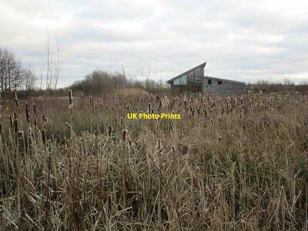 Photo 6"x4" Bullrushes and Idle Valley Rural Training Centre Sutton Cum Lound c2022
