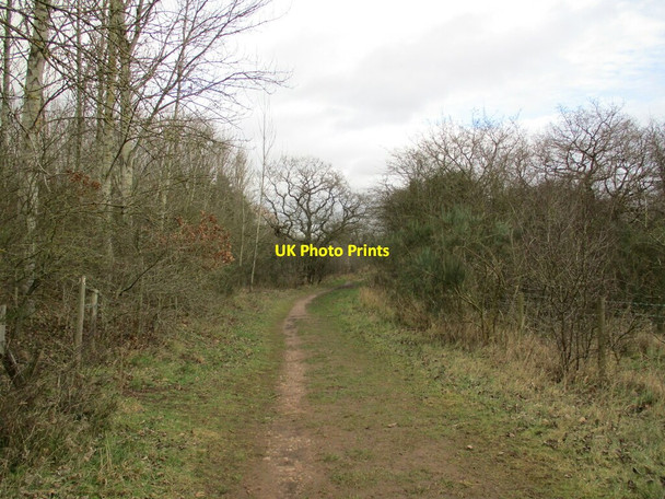 Photo 6"x4" Footpath, Idle Valley Nature Reserve Sutton Cum Lound c2022
