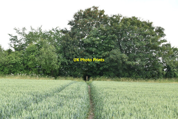 Photo 6"x4" Footpath through wheat Abington Pigotts c2021