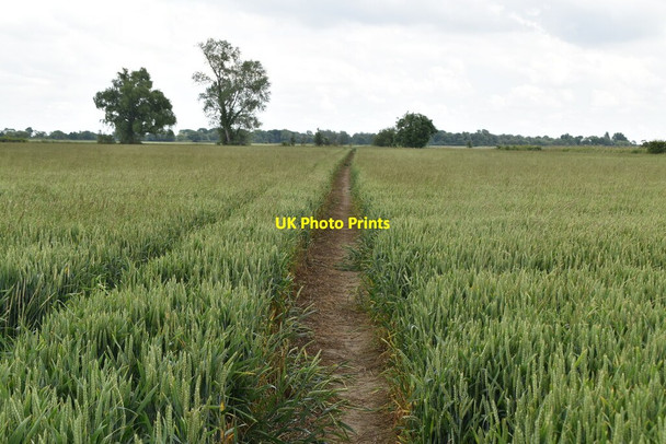 Photo 6"x4" Footpath through barley Litlington\/TL3142 c2021