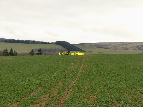 Photo 6"x4" Oilseed rape, Papple Luggate Burn c2022