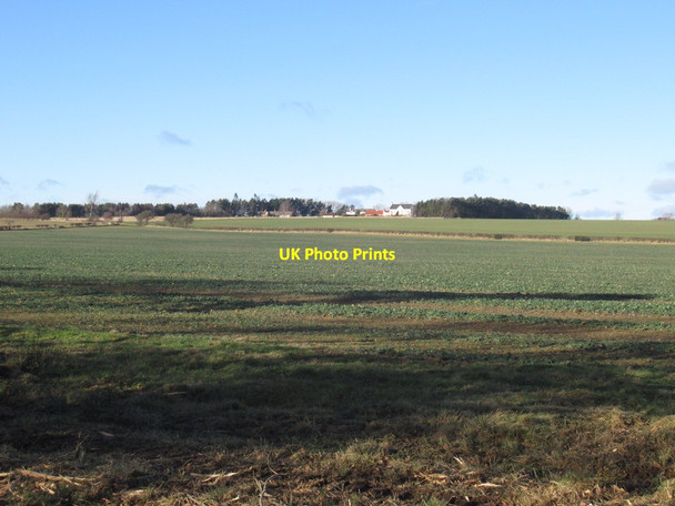 Photo 6"x4" Oilseed rape crop, Letham Huntington\/NT4874 c2022
