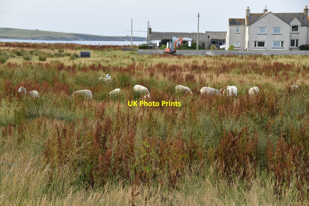 Photo 6"x4" Sheep in long grass Canisbay c2021