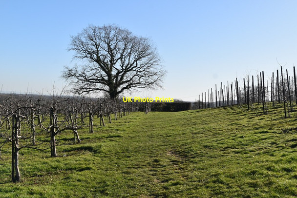 Photo 6"x4" Footpath through orchard Capel Cross c2021