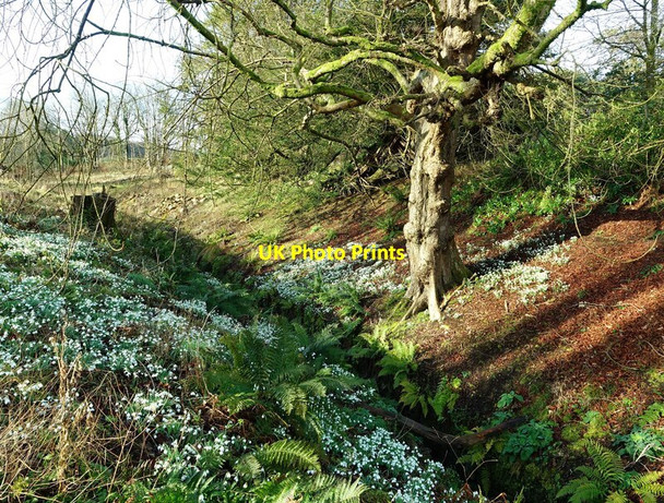 Photo 6"x4" Snowdrops near Dalquharran Castle Dailly c2022