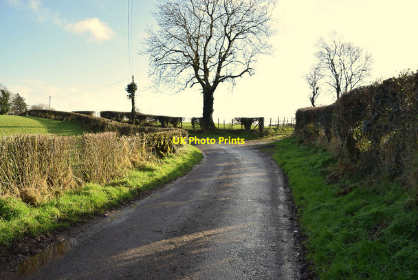 Photo 6"x4" Bend and tree along Tullycunny Road Omagh c2022