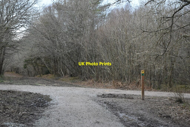 Photo 6"x4" Path junction in Abbot's Wood Caneheath c2022