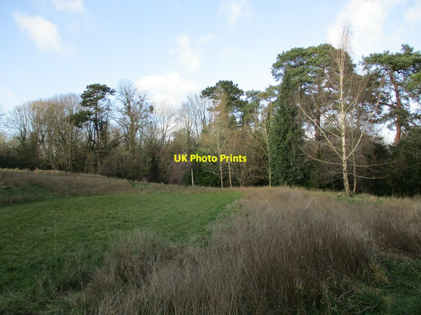 Photo 6"x4" Field and trees by the church at Maplebeck Maplebeck c2022