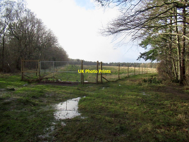 Photo 6"x4" Gate into a new plantation, Butterdean Wood Gladsmuir\/NT4573 c2022