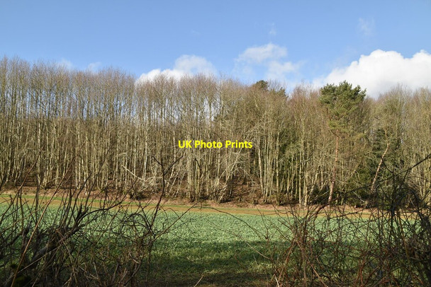 Photo 6"x4" Red Grove Sevenoaks c2022