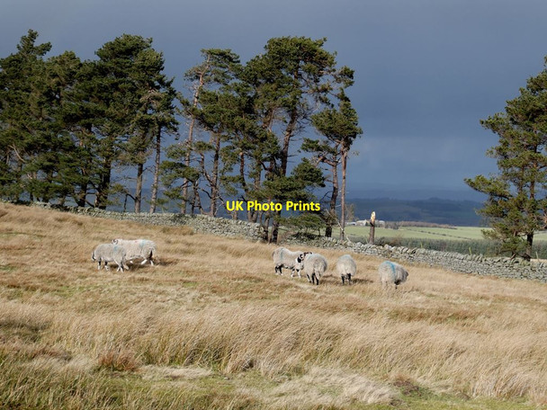 Photo 6"x4" Sheep beside Kingslaw Plantation Rawgreen c2022