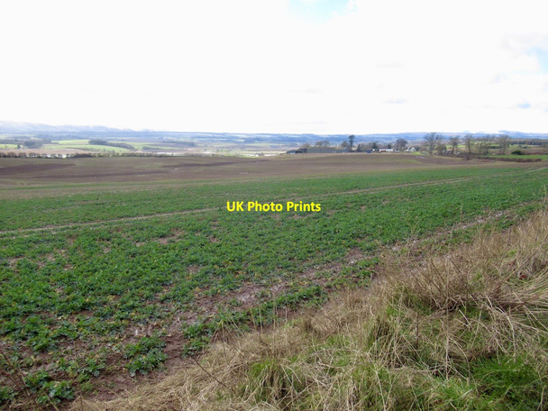 Photo 6"x4" Oilseed rape, Trinity Gask St David's c2022