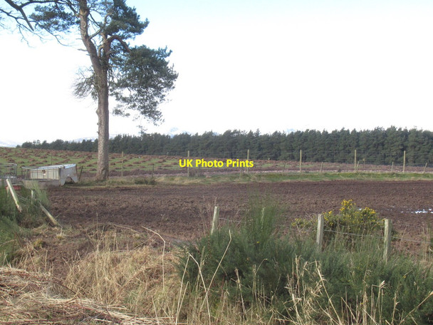 Photo 6"x4" Recent tree planting, Cowgask St David's c2022
