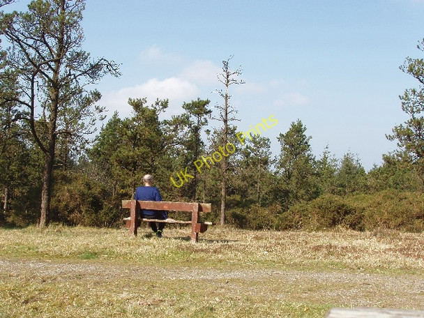 Photo 6"x4" Bench in the pines on Forth Mountain Cleristown c2009