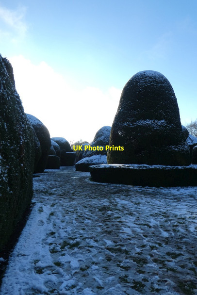Photo 6"x4" Yew topiary Heslington c2022