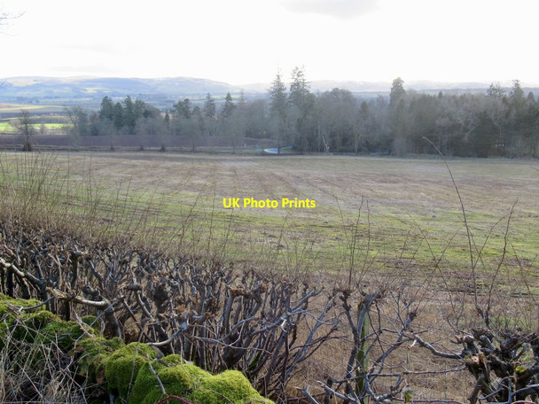 Photo 6"x4" Stubble, Strath Earn St David's c2022