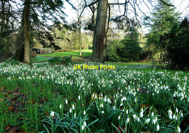 Photo 6"x4" Snowdrop scene at Culzean Kirkoswald\/NS2407 c2022