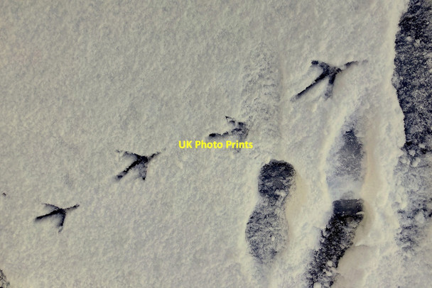Photo 6"x4" Grey heron footprints in the snow, Mullaghmore Omagh c2022
