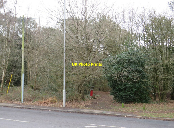 Photo 6"x4" Path into woodland, Corfe Mullen Hill View\/SY9895 c2022