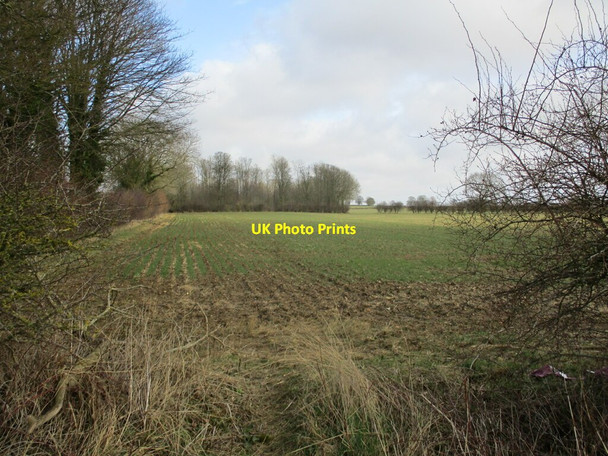 Photo 6"x4" Autumn sown crop and Larch Plantation Moorby c2022
