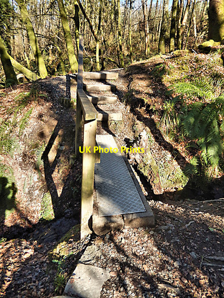 Photo 6"x4" Woodland Footbridge Commons c2022