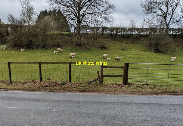 Photo 6"x4" Sheep and lambs in a field, Howick, Monmouthshire Howick\/ST5095 c2022