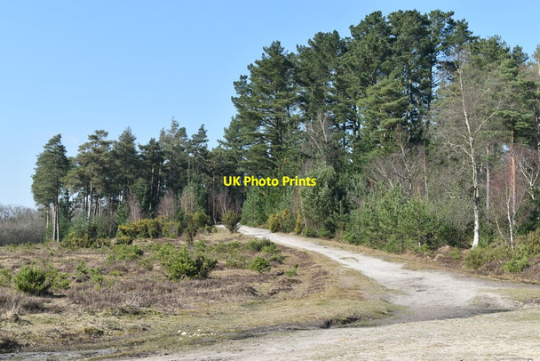 Photo 6"x4" Track in Longdown Inclosure Ashurst\/SU3310 c2022