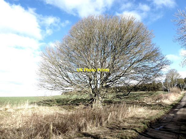 Photo 6"x4" Multi-trunked sycamore tree Capheaton c2022