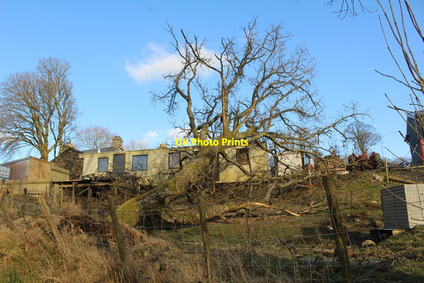 Photo 6"x4" A sleepy oak tree Penmachno c2022