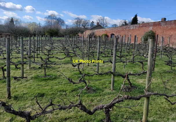 Photo 6"x4" Vineyard in the walled garden at Croft Castle Croft\/SO4565 c2022