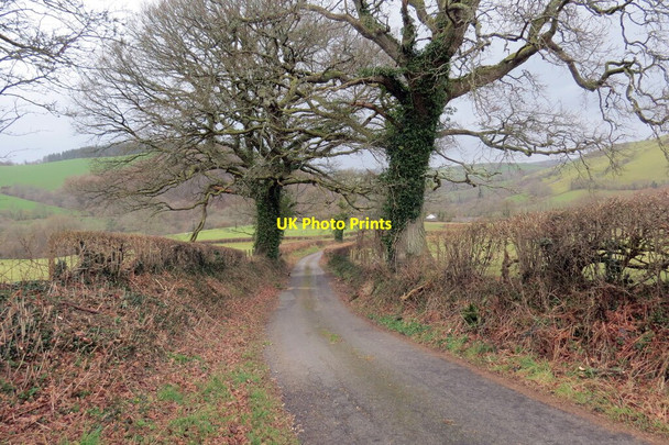 Photo 6"x4" Coed deri ar heol fach \/ Oak trees on a minor road Pentre-ty-gwyn c2022